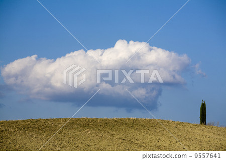 cypress trees on the hill top - typical tuscan landscape cypress trees on the hill top - typical tuscan landscape 9557641