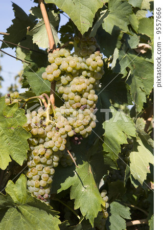 Close-up of green grapes on grapevine in vineyard Close-up of green grapes on grapevine in vineyard 9557666
