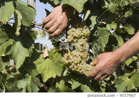 Harvester hands cutting grapes Harvester hands cutting grapes 9557667