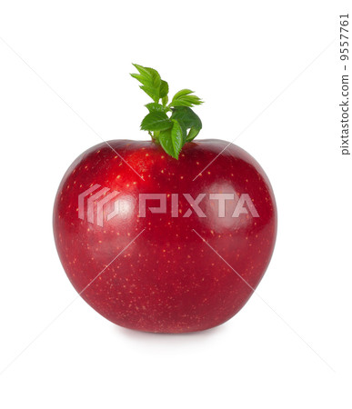 Red apple with leaves Red apple with leaves 9557761