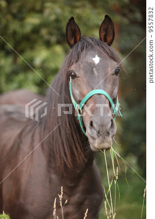 Brown horse with green halter 9557832