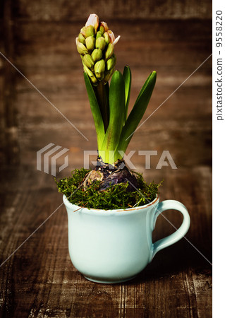 growing spring flower in a cup 9558220