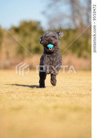 我拿了♪ 我拿了♪ 9558472