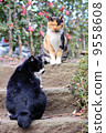 Mikane cat and black cat 9558608