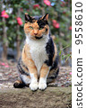 Cat  9558610