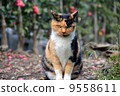Mike cat 9558611