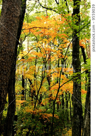 Bird Sanctuary Bird Sanctuary 9559039