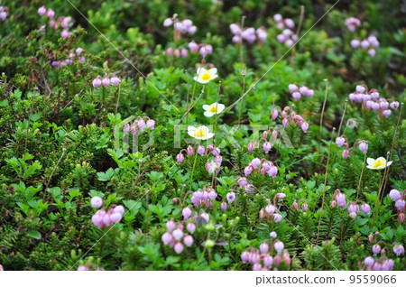 Alpine plant 9559066