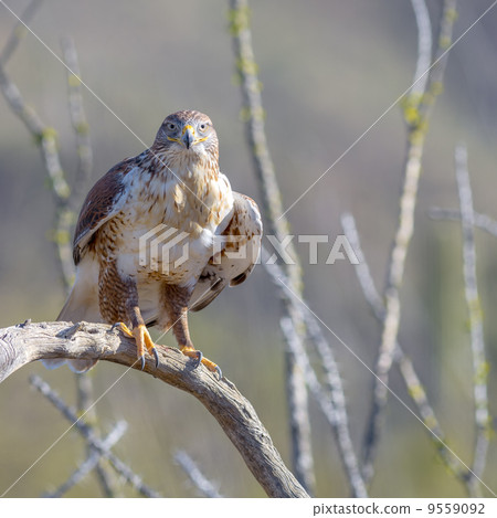 hawk, akakeashinosuri, bird 9559092