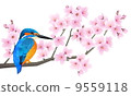 金魚和櫻花 9559118