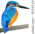 翠鳥 9559119