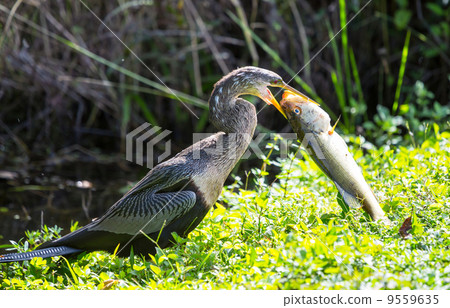 Anhinga Anhinga 9559635