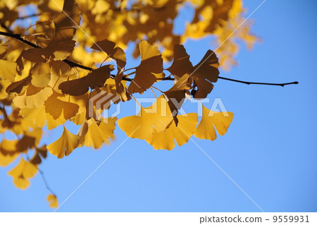 Kenshinpingu銀杏 Kenshinpingu銀杏 9559931