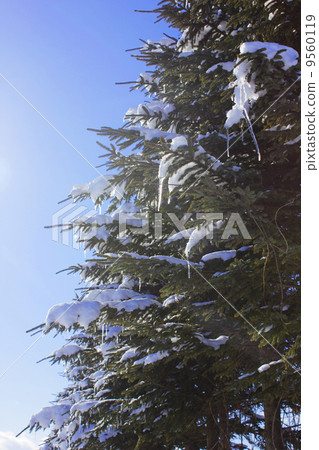 Icicle Icicle 9560119