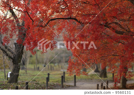Kyoto Autumn leaves Kyoto Autumn leaves 9560131