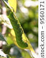 The larva of the moth straw moth 9560171