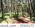 Pine tree forest of Takada Matsubara (July 2008) 9560175