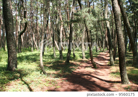 Pine tree forest of Takada Matsubara (July 2008) 9560175