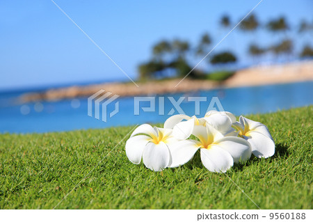 Plumeria and the sea 9560188