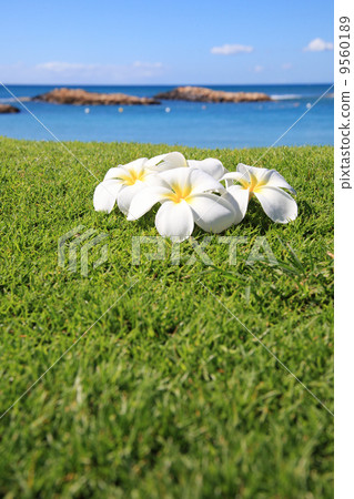 Plumeria and the sea Plumeria and the sea 9560189