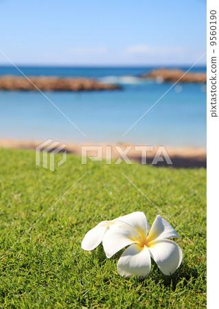 Plumeria and the sea 9560190