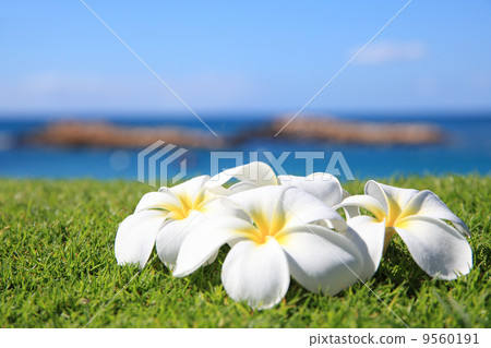 Plumeria and the sea Plumeria and the sea 9560191