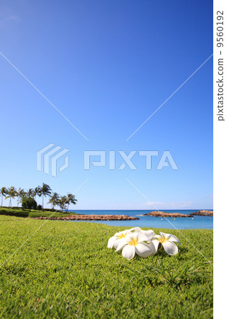 Plumeria and the sea 9560192