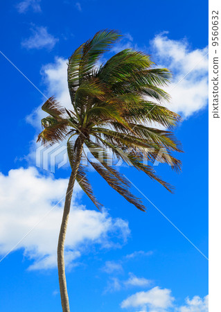 beautiful palm tree 9560632