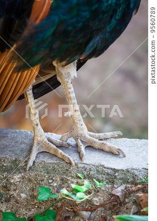 bird's legs bird's legs 9560789