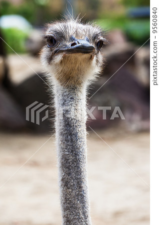 fluffy ostrich head fluffy ostrich head 9560840
