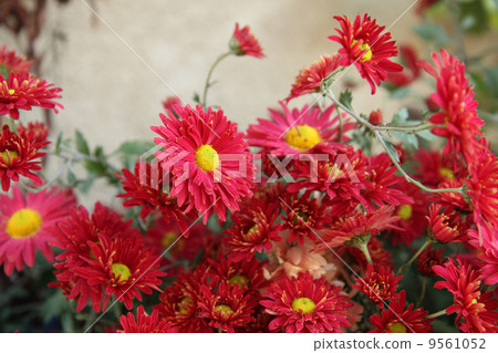 red flowers 9561052