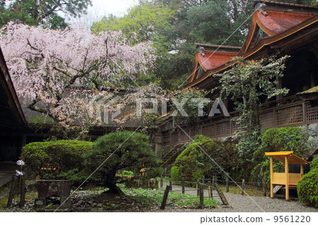 Cherry blossoming Yoshino moisture shrine 9561220