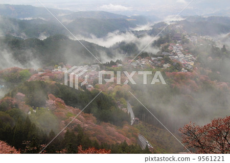 View from Yoshino mountain top cherry tree 1,000 9561221