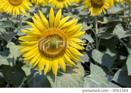 Beautiful blooming sun flowers in the field 9561364
