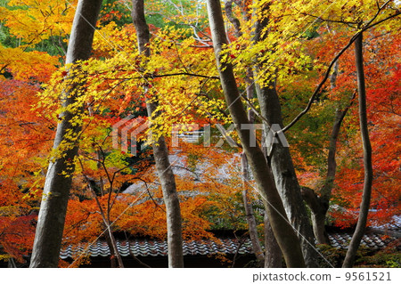 Gion of the autumn leaves 9561521
