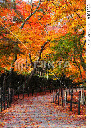 Autumn leaves of Komyoji Temple Autumn leaves of Komyoji Temple 9561523