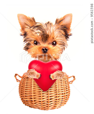 valentine dog in a basket with red heart valentine dog in a basket with red heart 9561598
