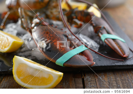 Lobster Lobster 9561694