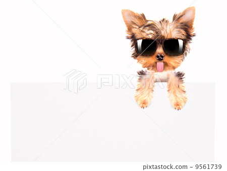 dog with bunner isolated 9561739