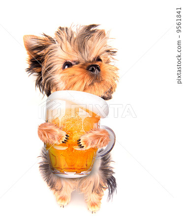drunk dog with beer 9561841