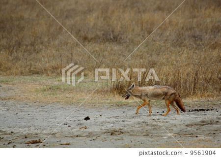 Wild slinking jackal 9561904