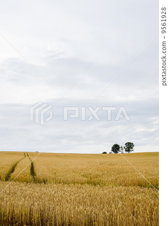Parents and child tree in barley field2 9561928