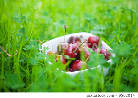 Cherries in a ceramic bowl on green grass Cherries in a ceramic bowl on green grass 9562014