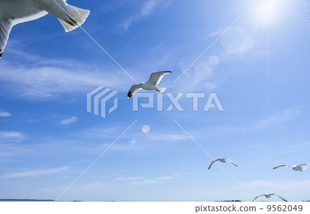 A flock of flapping gulls A flock of flapping gulls 9562049