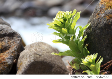 Fukinoenna Fukinoenna 9562388