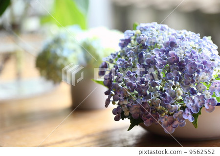 繡球 繡球 9562552