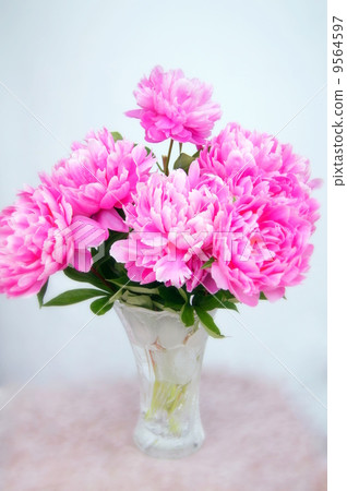 Peony of cut flowers (pink): peony root 9564597