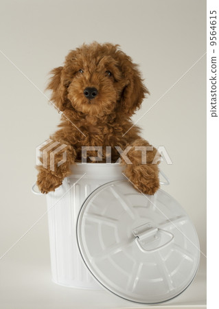 玩具貴賓犬 9564615