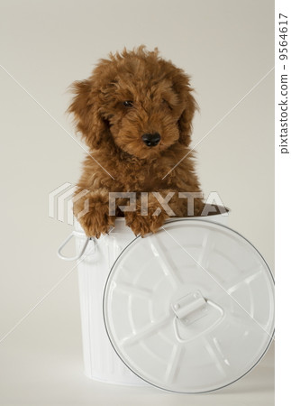 玩具貴賓犬 玩具貴賓犬 9564617