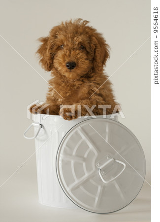 玩具貴賓犬 9564618